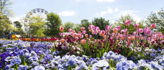 Canberra in Colour Floriade Package